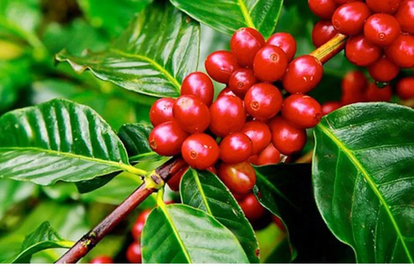 Gi&aacute; c&agrave; ph&ecirc; h&ocirc;m nay 23/4: Tăng trở lại tại T&acirc;y Nguy&ecirc;n, thị trường chịu t&aacute;c động tr&aacute;i chiều từ nguồn cung to&agrave;n cầu